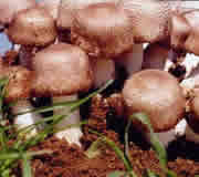 Agaricus brasiliensis (blazei Murill) mushroom